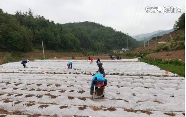 大坝村走向繁荣与和谐，最新发展规划蓝图揭秘