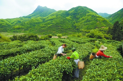 平山茶场交通新闻更新